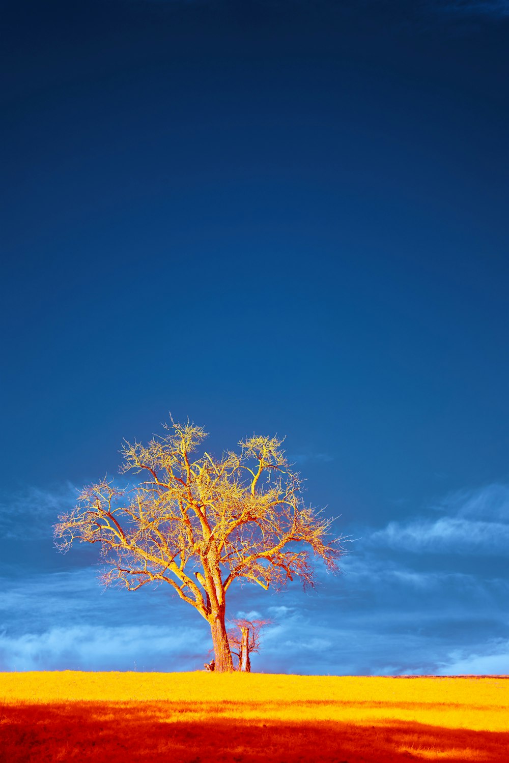 a lone tree stands in the middle of a field