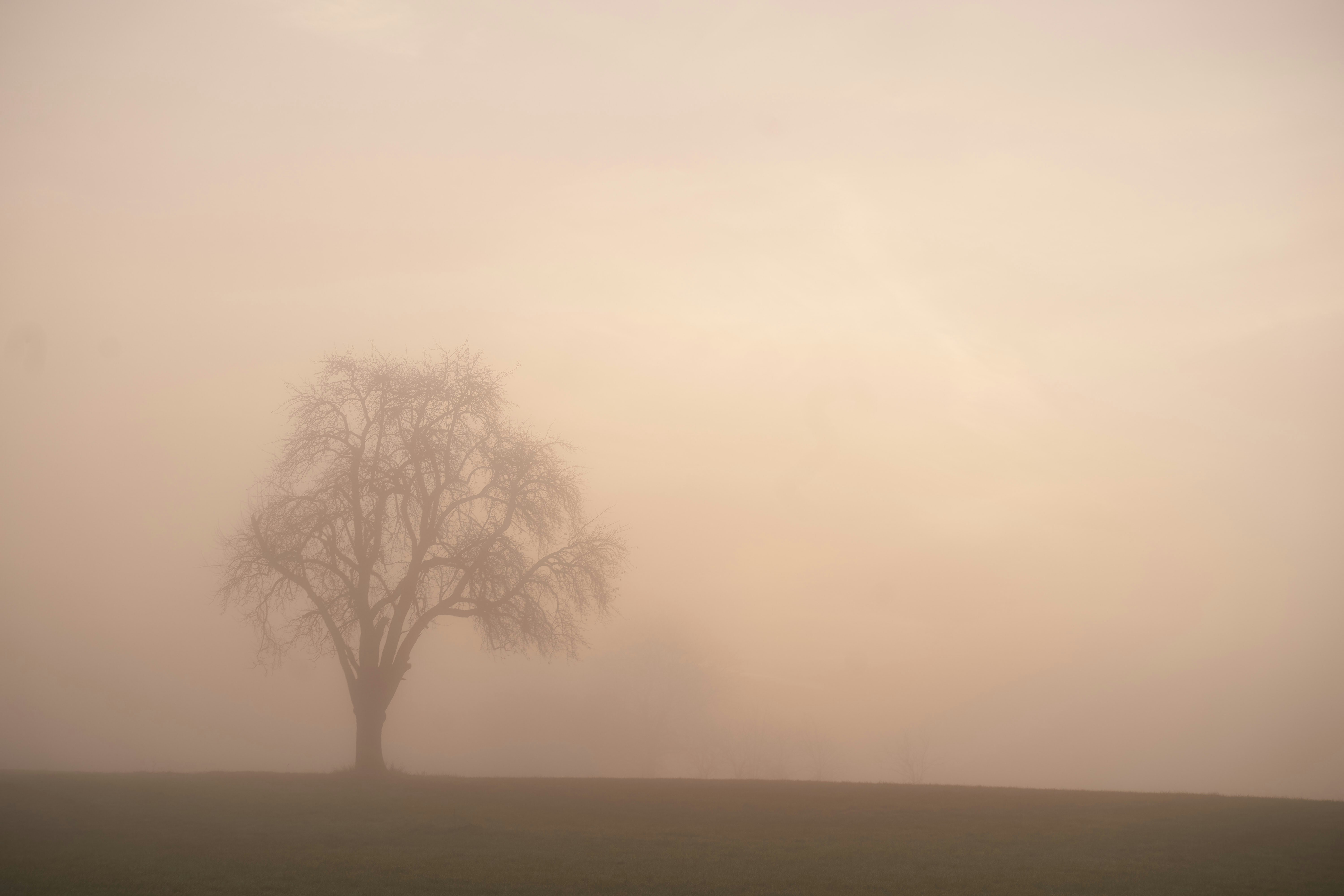 Photo by wolfgang_hasselmann