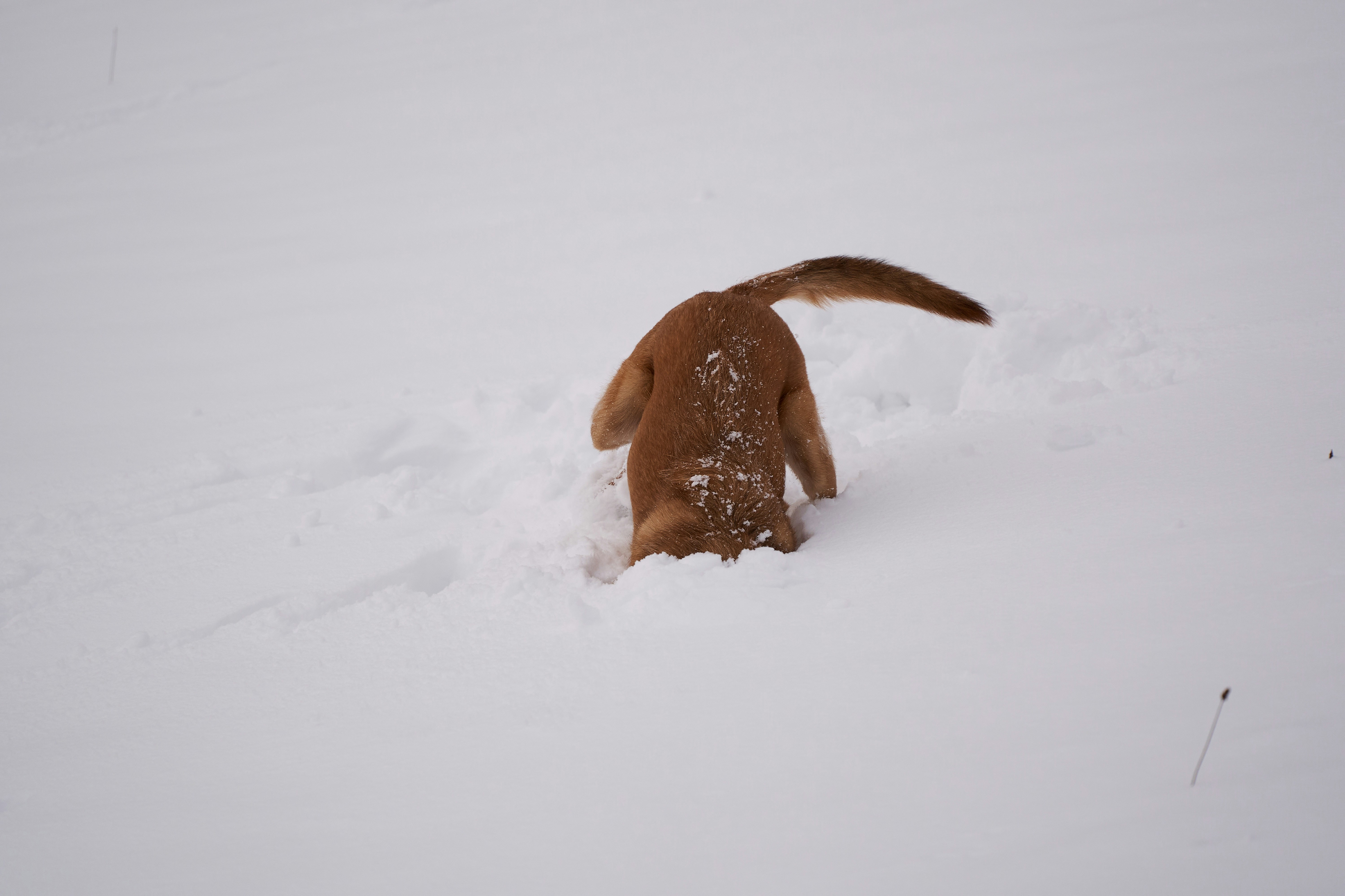 Photo by wolfgang_hasselmann