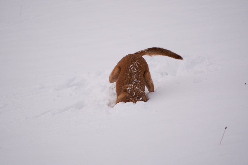 a brown dog playing in the snow with a frisbee