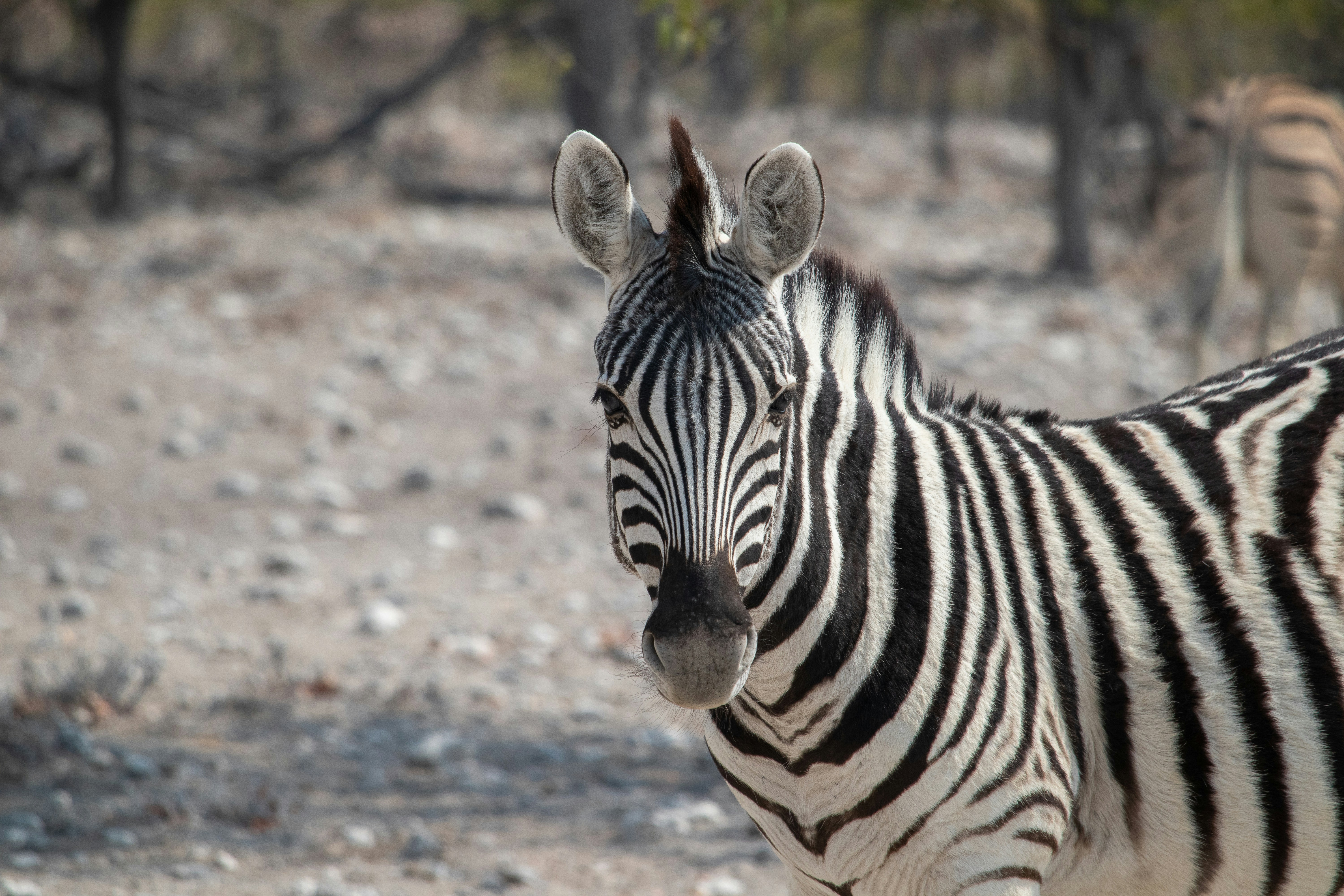 a close up of a zebra on a dirt ground
