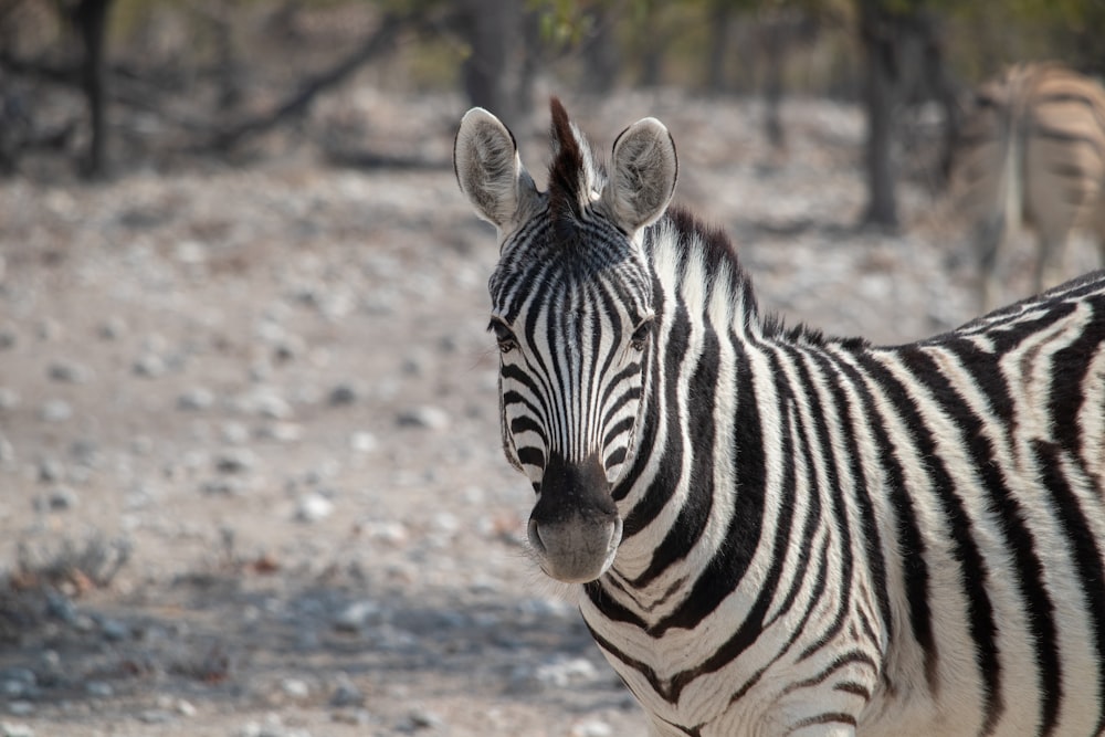 a close up of a zebra on a dirt ground