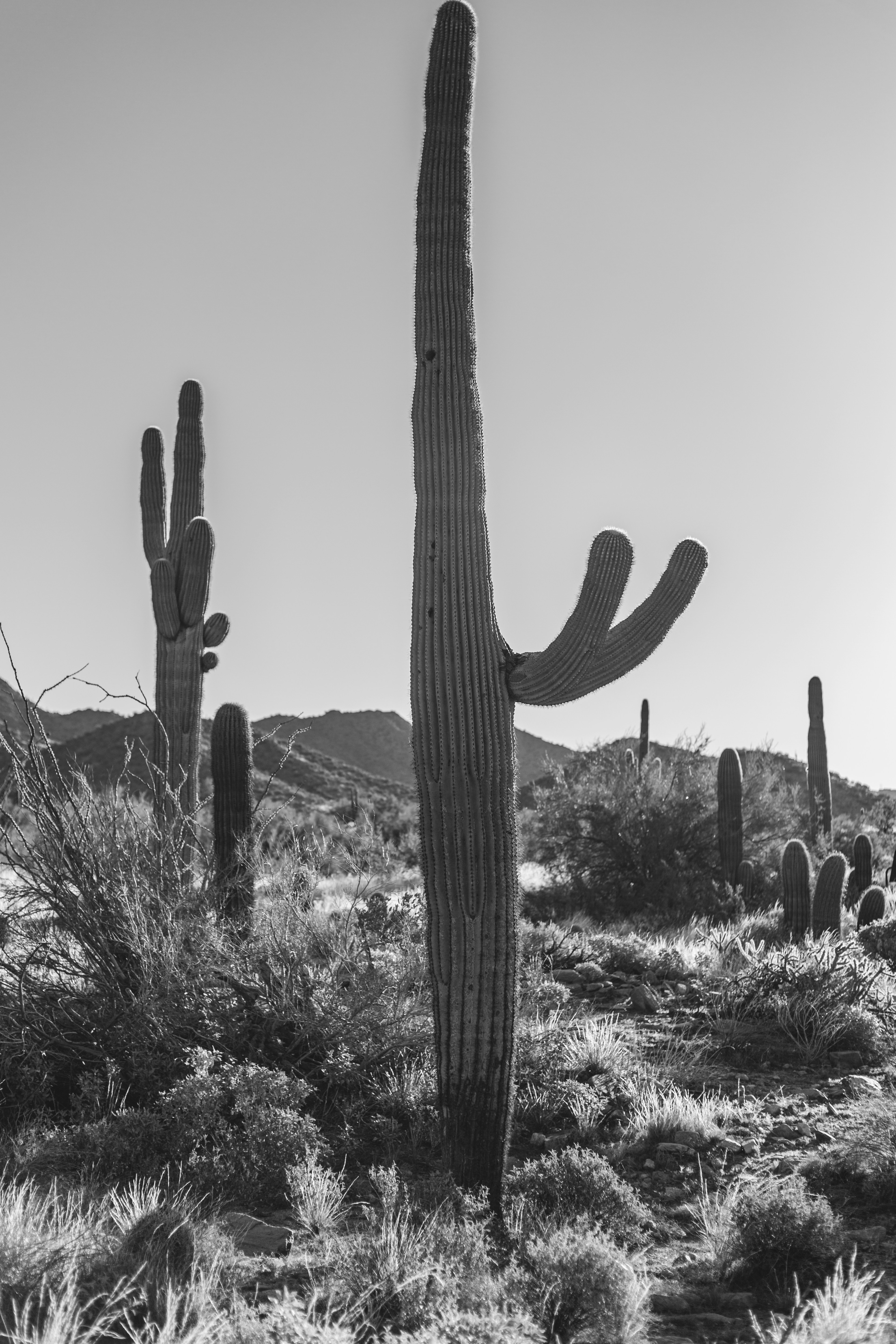 砂漠の緑のサボテンの写真 Unsplashで見つけるパパゴの無料写真