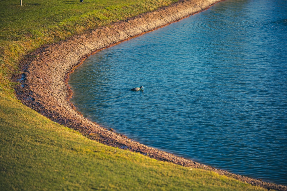 a person swimming in a body of water