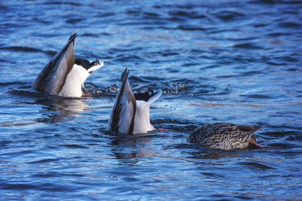 a group of ducks floating on top of a body of water