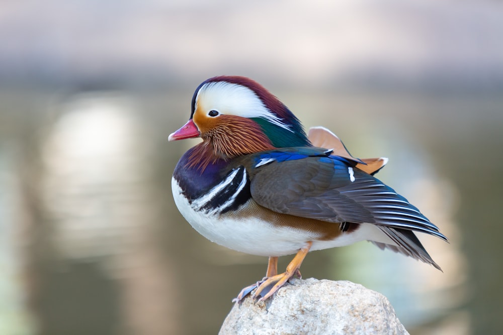 a colorful bird sitting on top of a rock