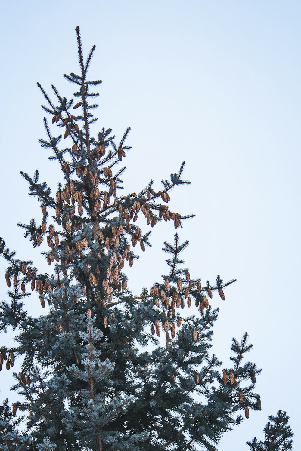 a pine tree with lots of cones on it