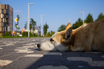 A happy dog resting peacefully in a sunny outdoor sanctuary area.