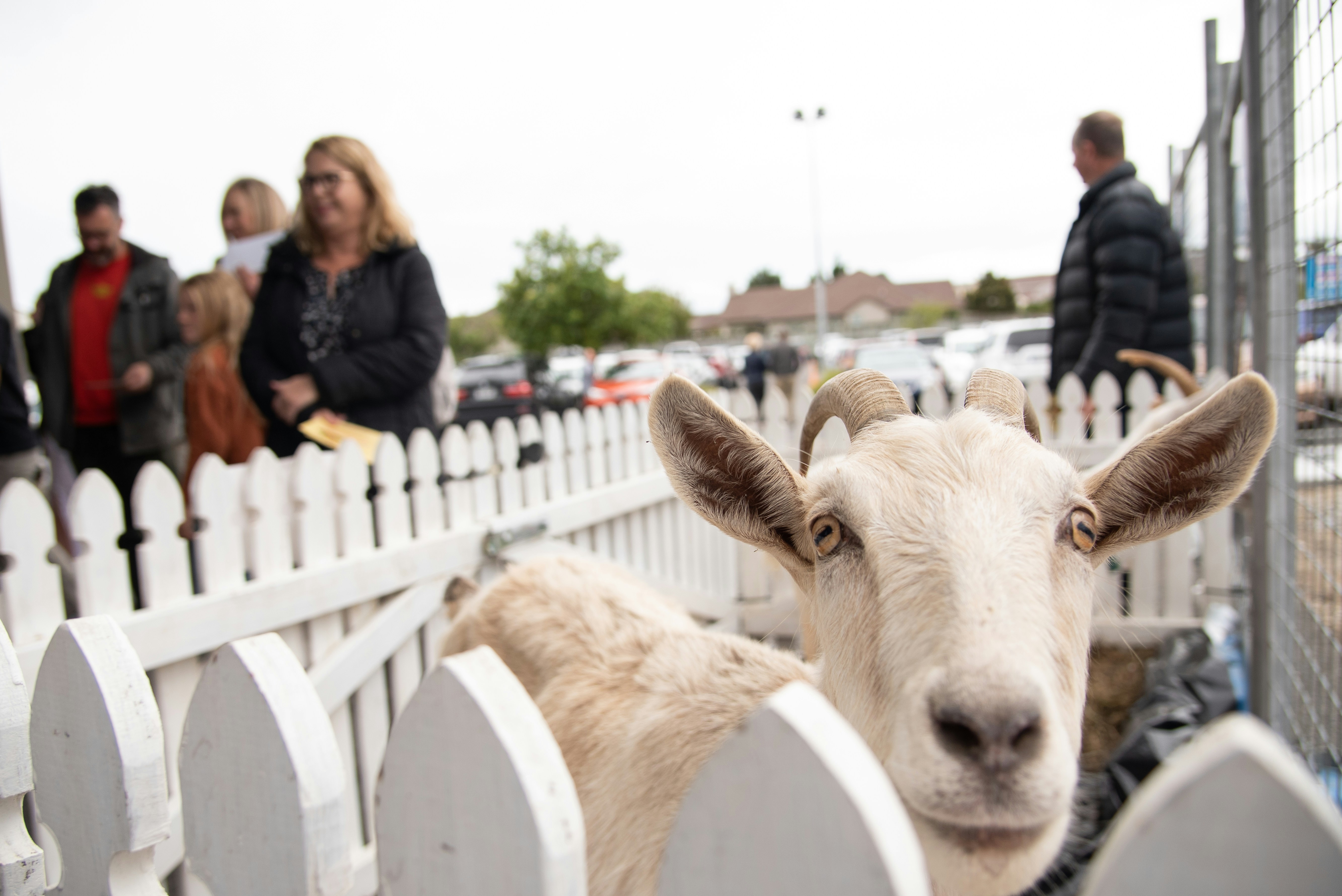 a goat looking over a white fence at a group of people (Photo by BBC Creative on Unsplash)