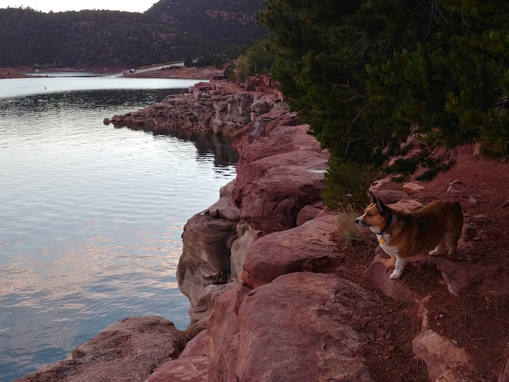 a dog standing on a rocky shore next to a body of water