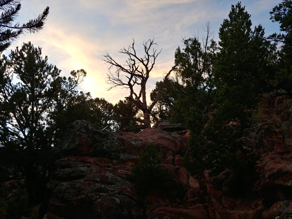 the sun is setting behind the trees on the rocks