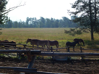 A fenced pasture with grazing horses and a barn in the background.