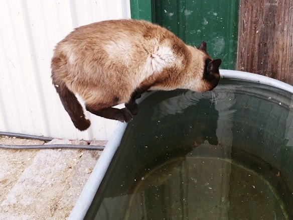 A Siamese cat is perched on the edge of a large, round metal basin filled with water, appearing to be drinking. The setting includes a corrugated metal wall to the left and a wooden panel to the right, providing a rustic backdrop.
