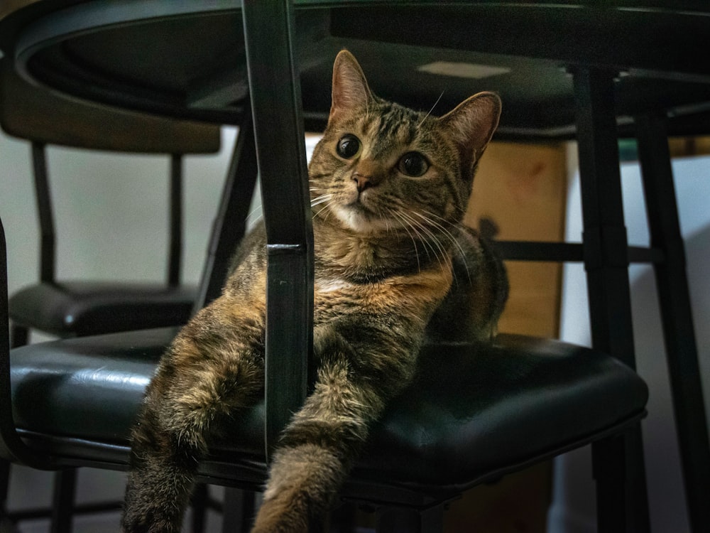 a cat sitting on top of a black chair
