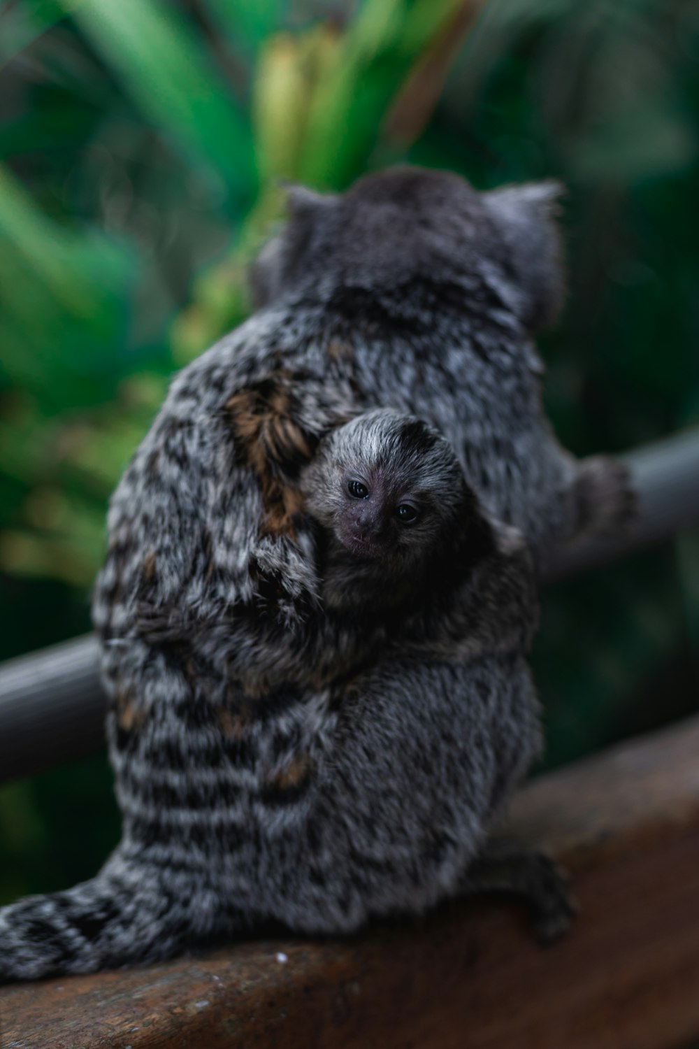 a small animal sitting on top of a wooden rail