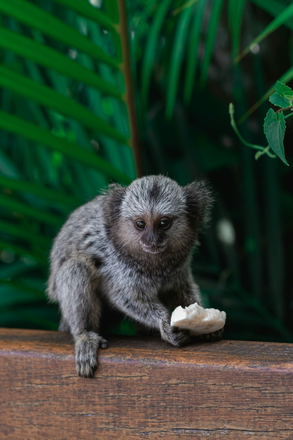 a small monkey sitting on a ledge eating a banana