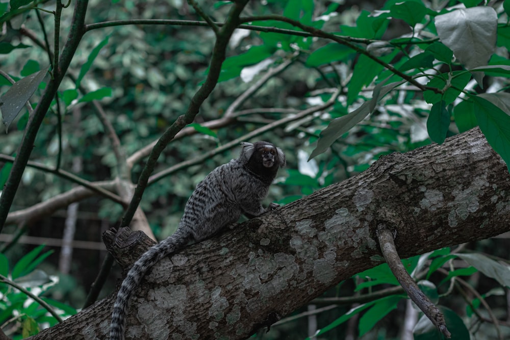 a small bird perched on a tree branch