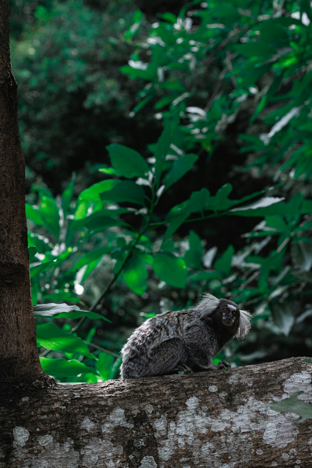 an owl sitting on a tree branch in a forest