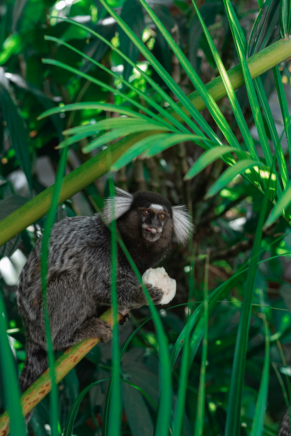 a monkey is sitting on a tree branch