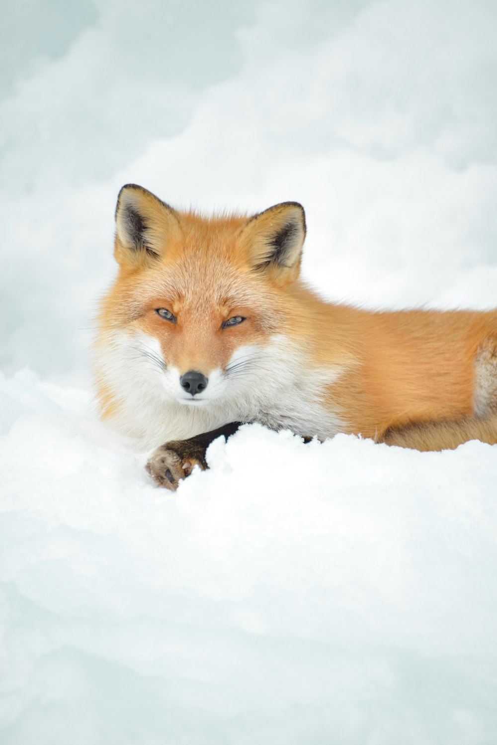 a close up of a fox laying in the snow