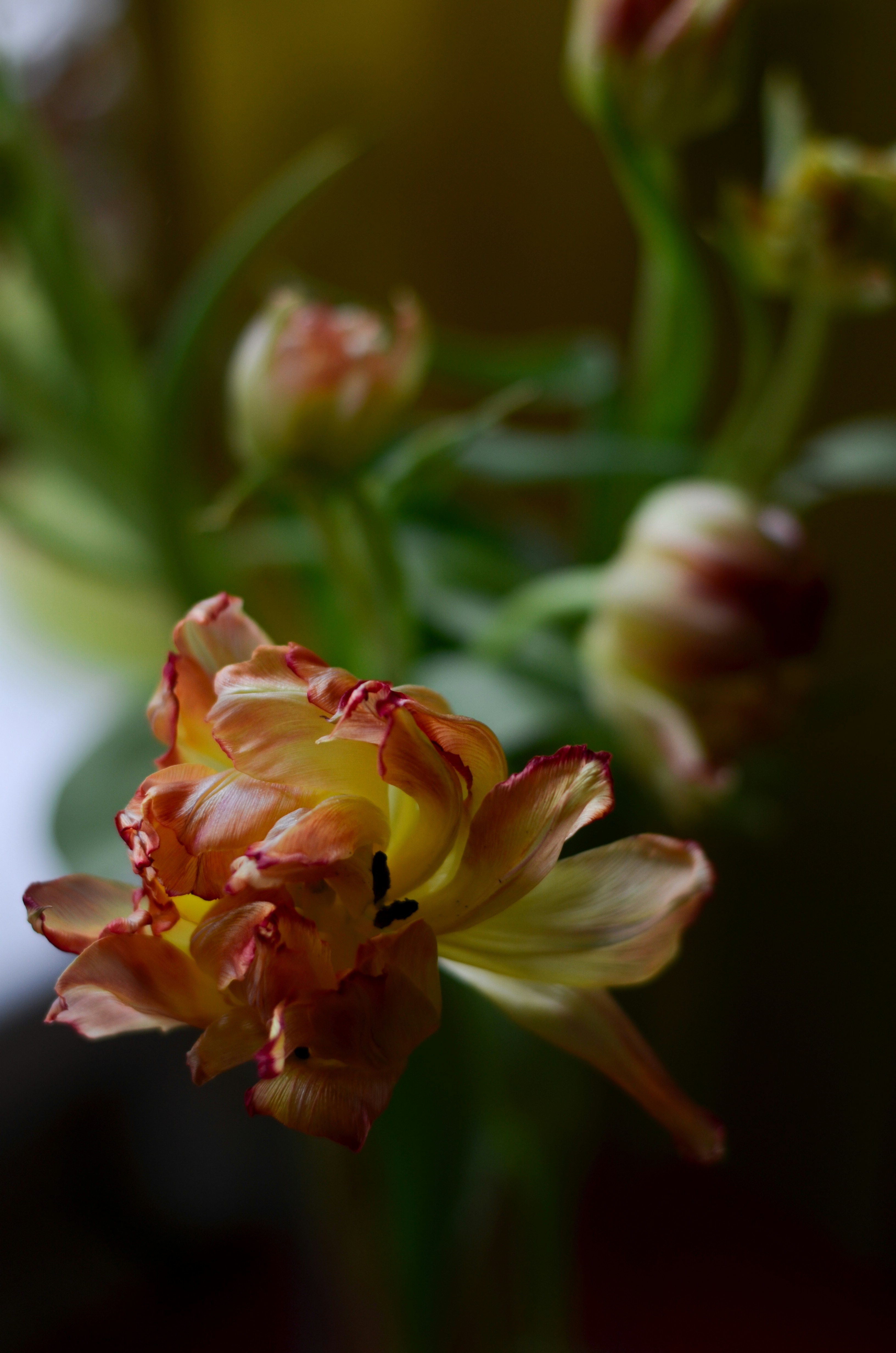 Photo by catherineplakhova