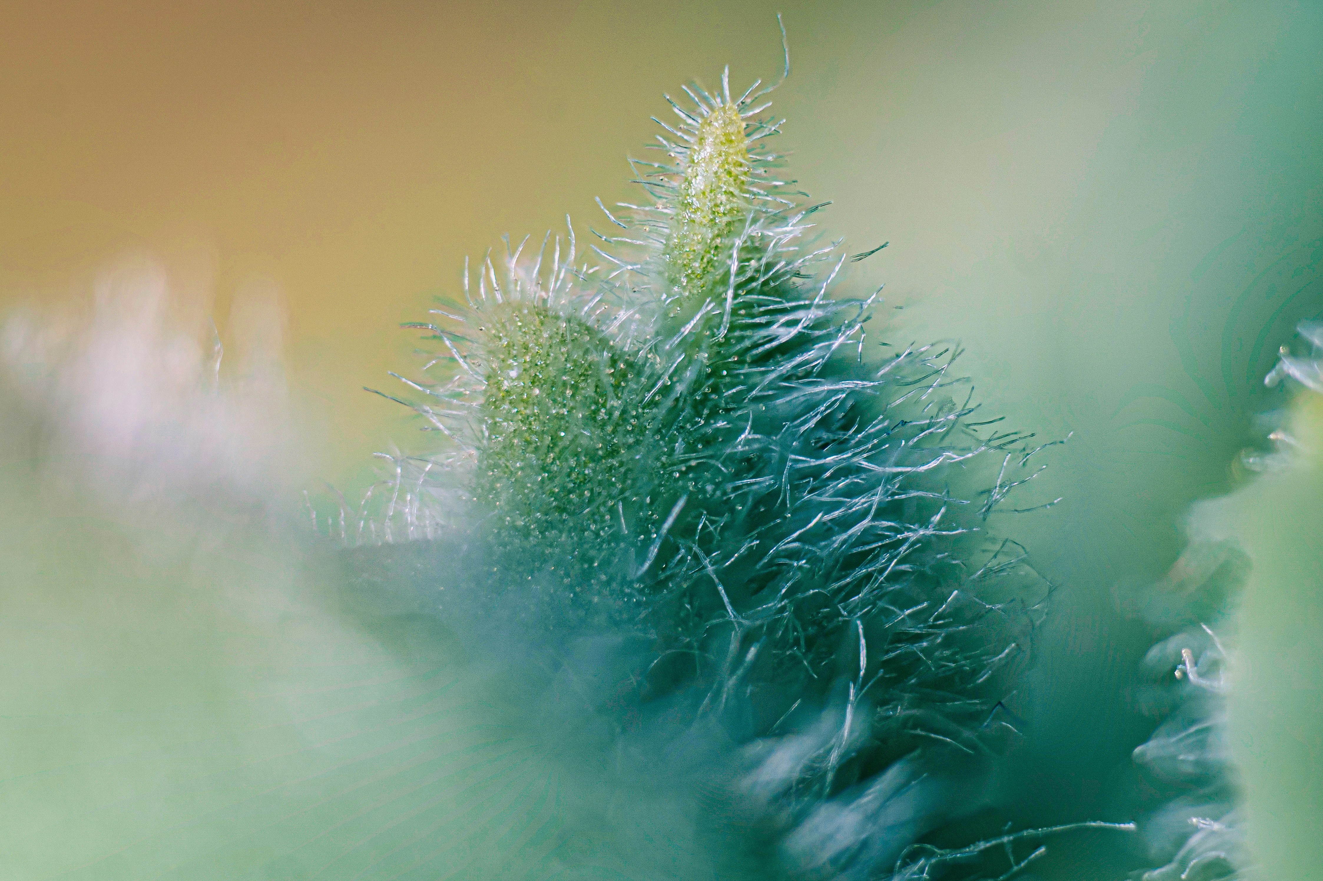 Wie Anleger in Cannabis-Aktien investieren – ein Überblick für Interessierte