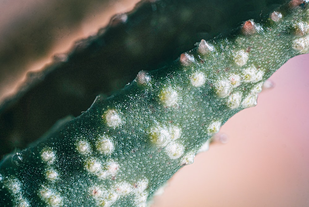 a close up of a green plant with white flowers