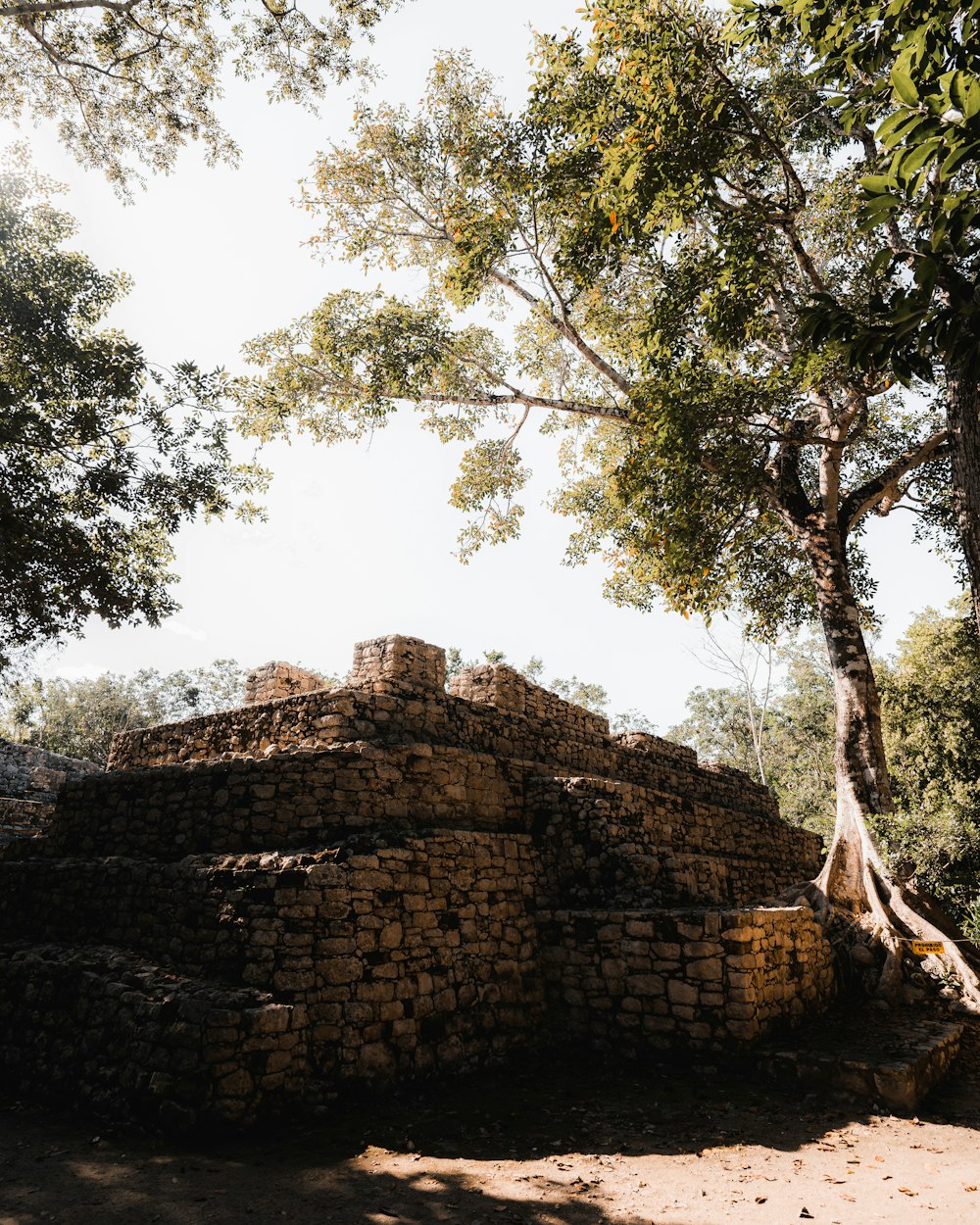 uma estrutura de pedra com uma árvore crescendo fora dela