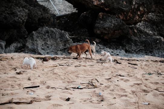 A group of dogs is playing on a sandy beach with large rocks in the background. The scene includes a mix of brown and white dogs exploring the area. Their playful and curious behavior suggests a relaxed and natural setting near the rocky outcrops.