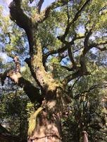 An indigenous elder sharing stories under the canopy of ancient trees.