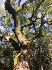 Elders teaching youth traditional practices beneath ancient trees.