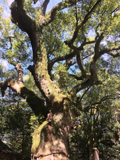 An indigenous elder sharing stories under the canopy of ancient trees.