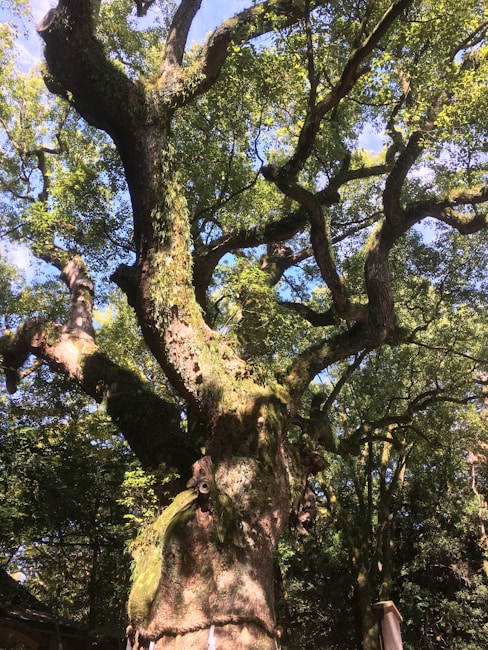 A massive, ancient tree with gnarled and moss-covered branches stretching expansively across a sunny sky. The thick trunk is wrapped with a natural rope indicative of cultural significance. Lush green foliage creates a dense canopy with dappled sunlight filtering through the leaves.