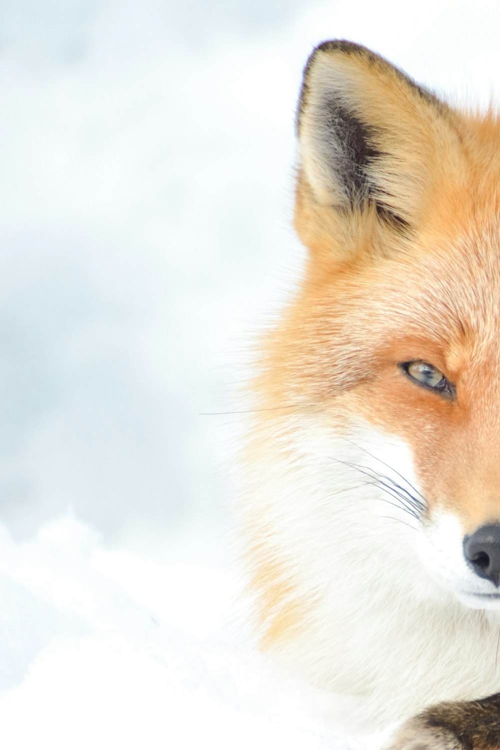 a close up of a fox in the snow