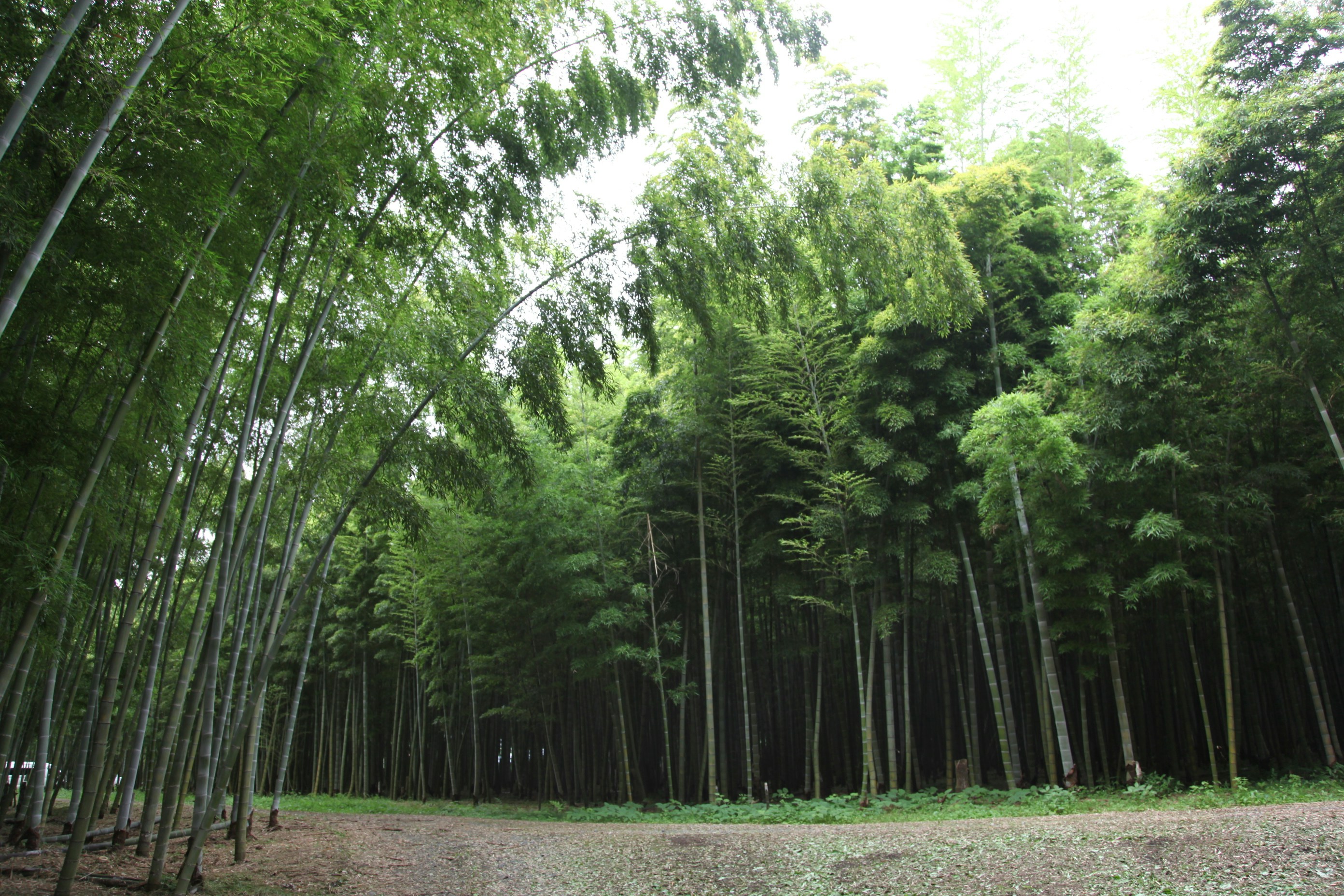 a dirt road in the middle of a forest
