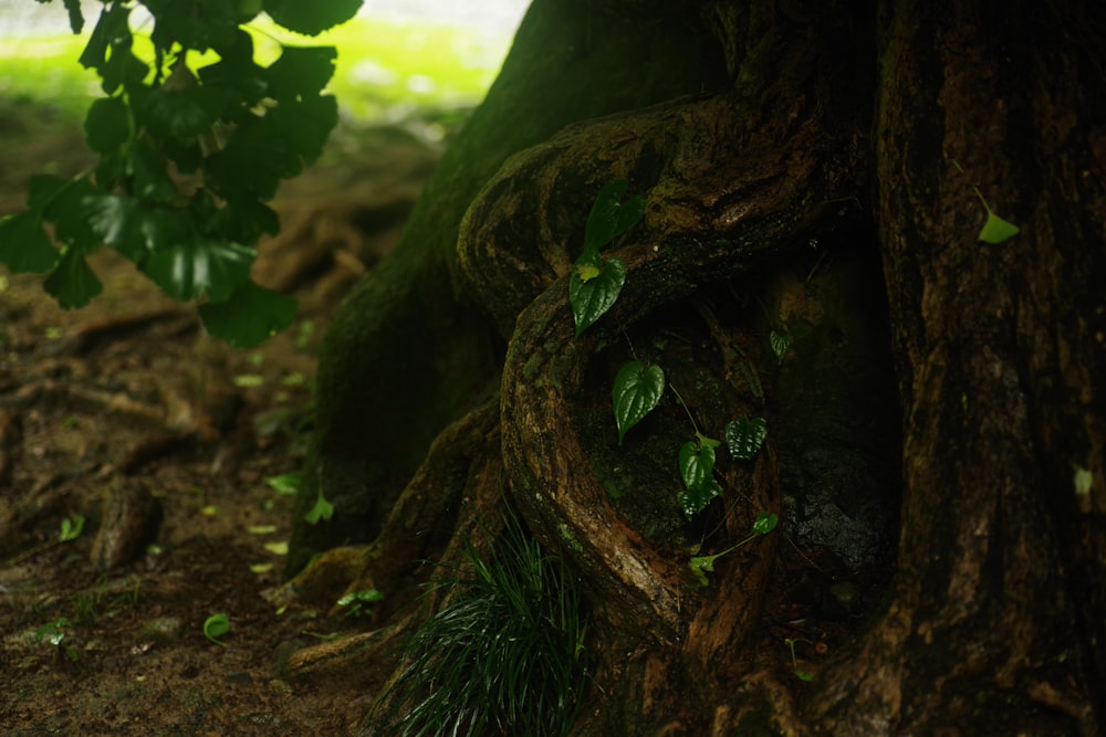 a close up of a tree trunk with leaves on it