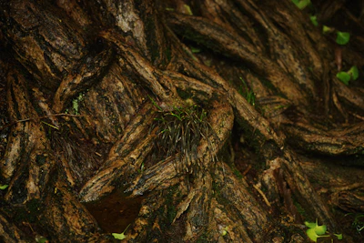 Roots deeply embedded in rich, dark earth under soft filtered light.