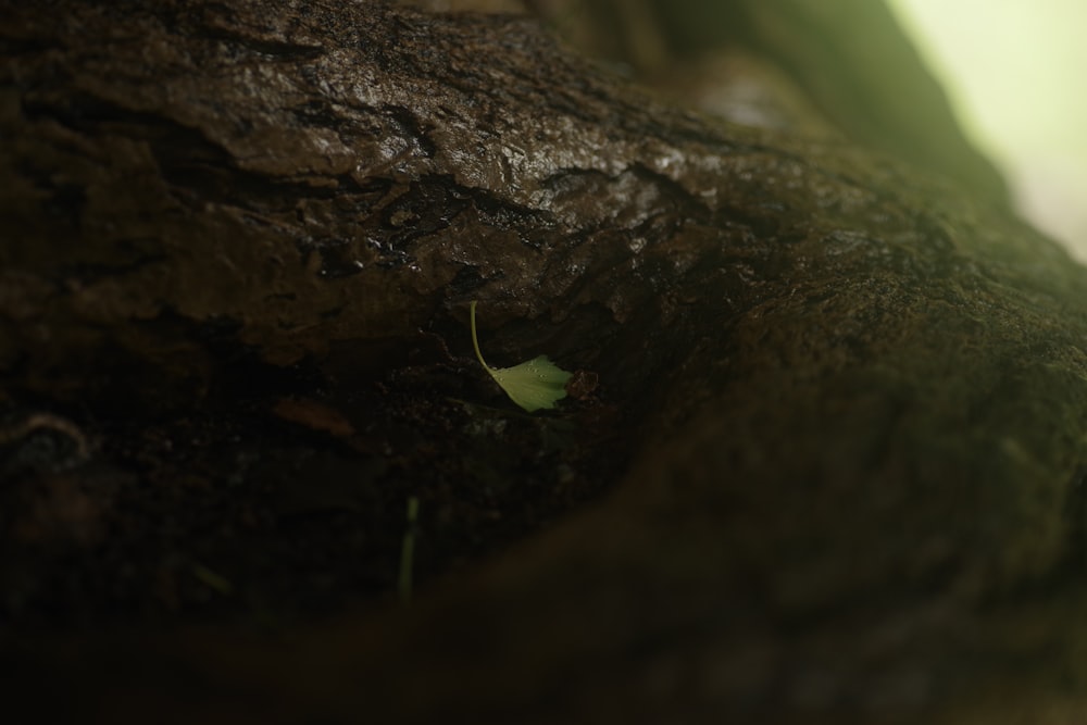 a close up of a leaf on a tree