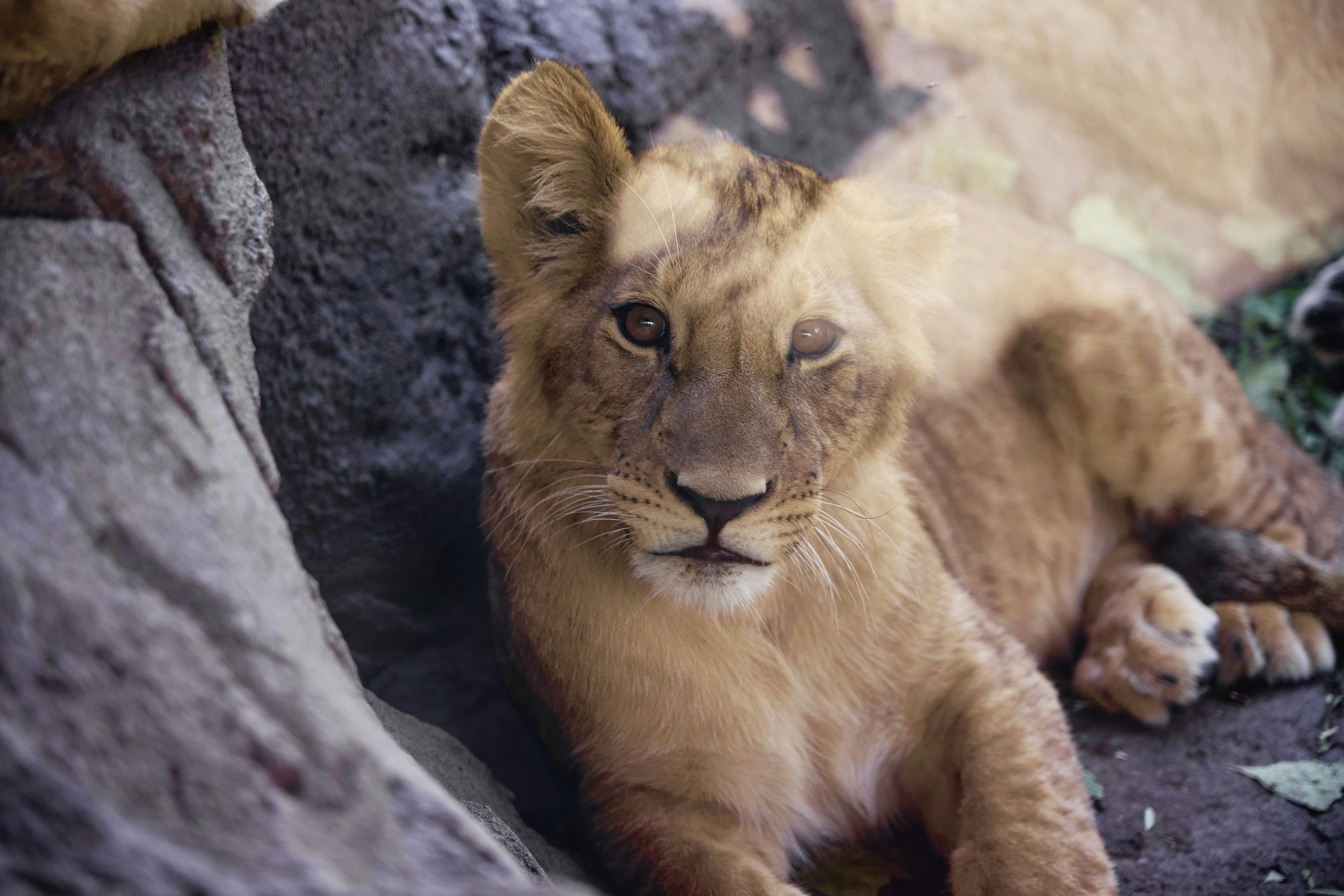 a lion laying on top of a rock next to a tree