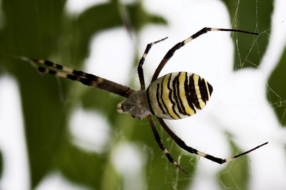 a close up of a spider on a web