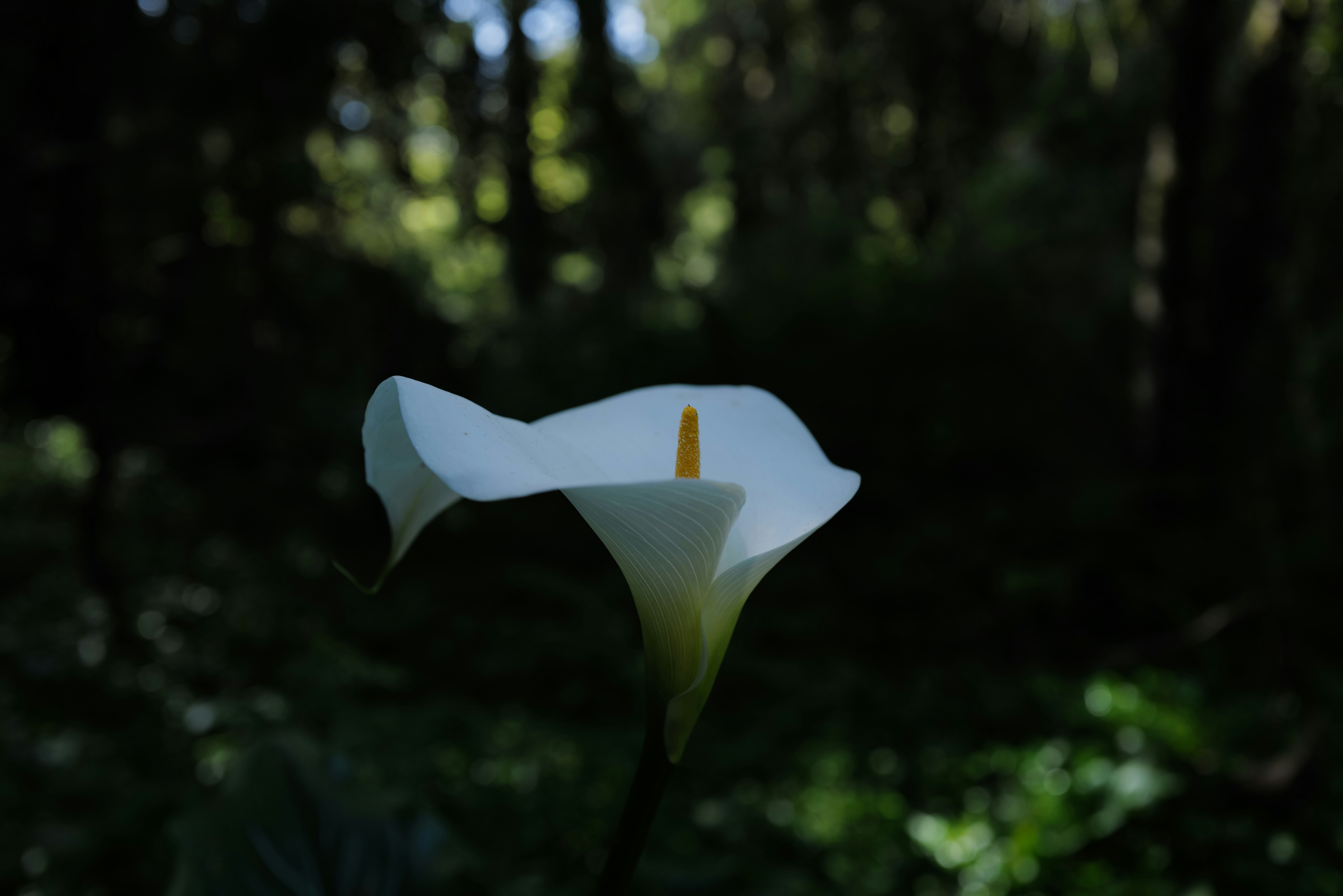 Photo by mostlycogent