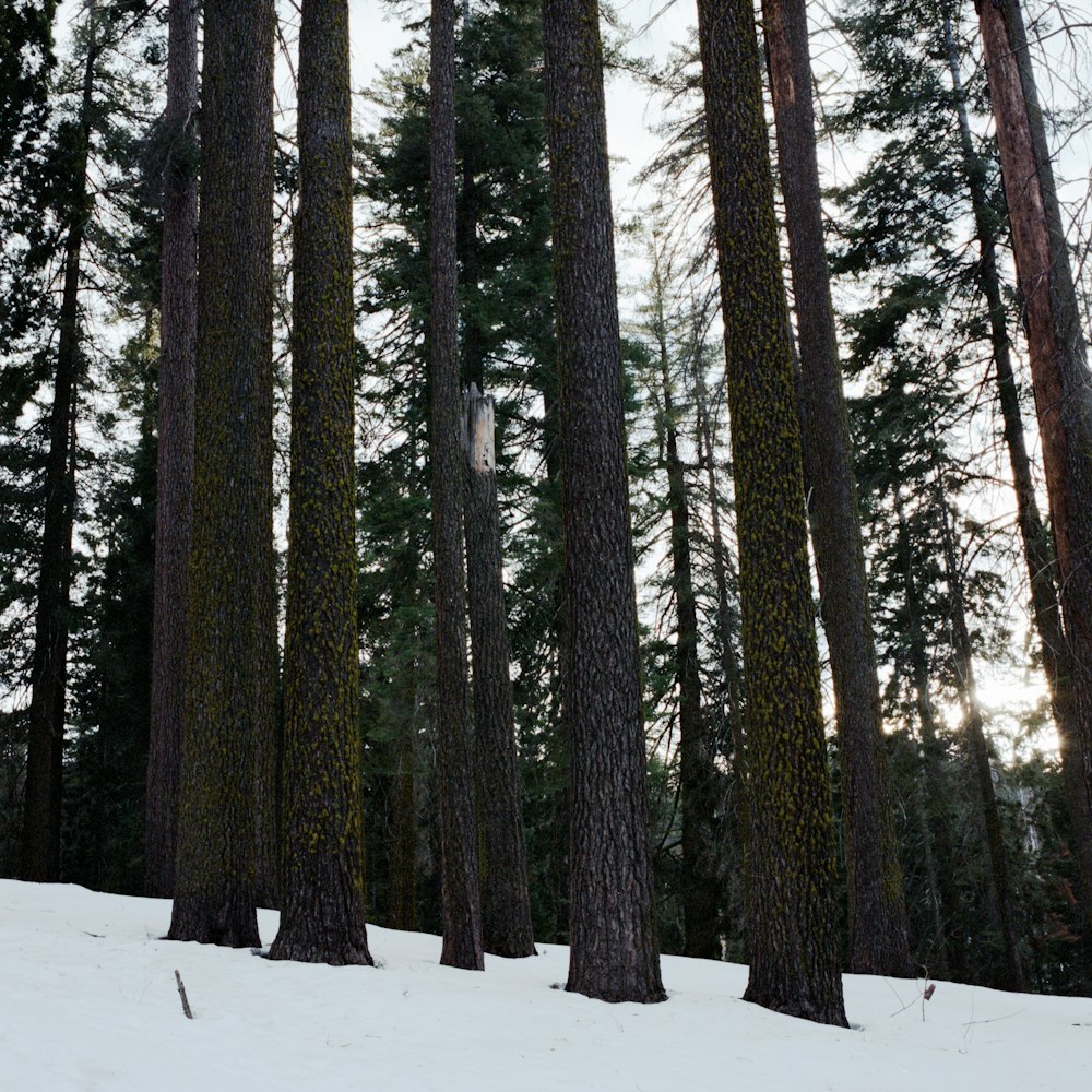 a person jumping a snow board in the air