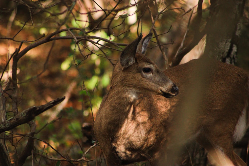 a close up of a deer in a forest