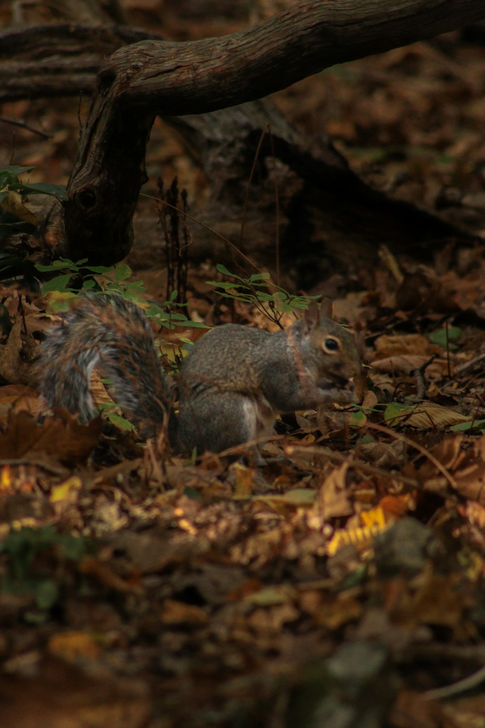 a squirrel sitting on the ground in the woods