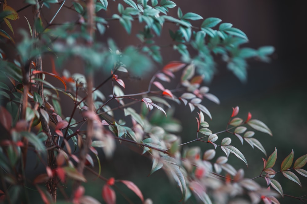 a close up of a plant with red and green leaves