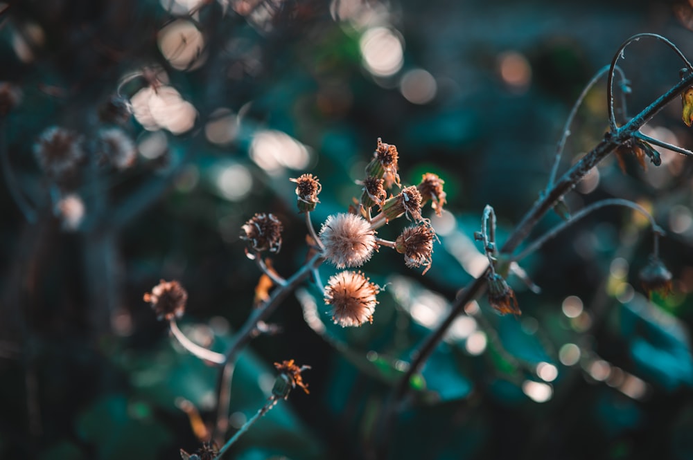 a close up of a plant with lots of flowers