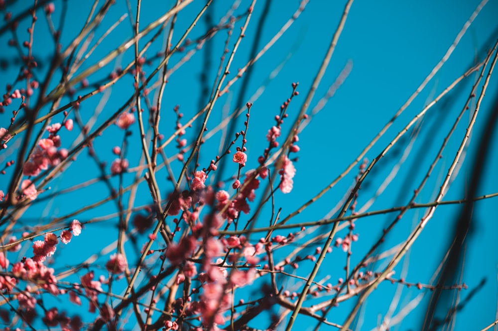 a close up of a tree with pink flowers