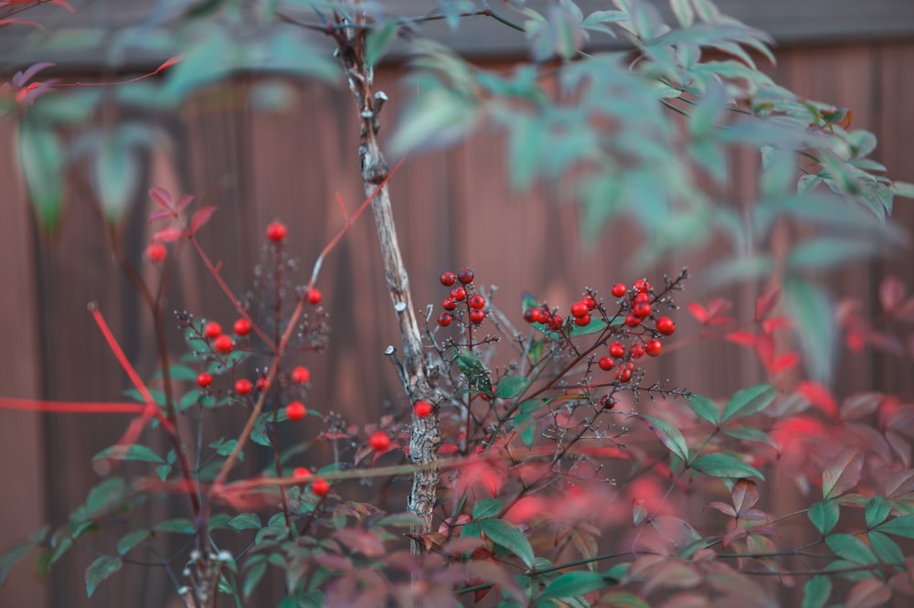 a bush with red berries and green leaves