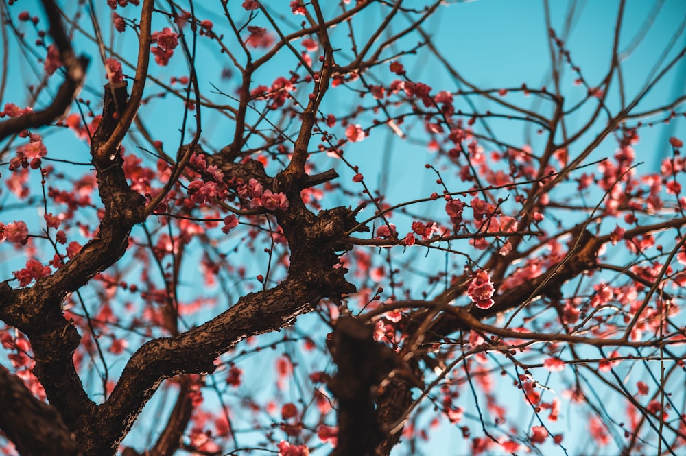 the branches of a tree with pink flowers