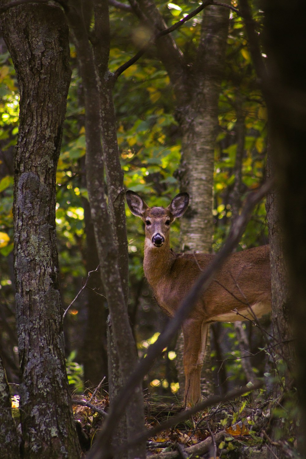 a deer standing in the middle of a forest